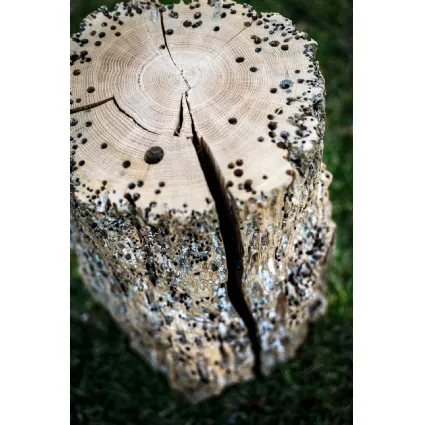 Sgabello Bricola Venezia Stool in legno massello di Briccola di Riva1920